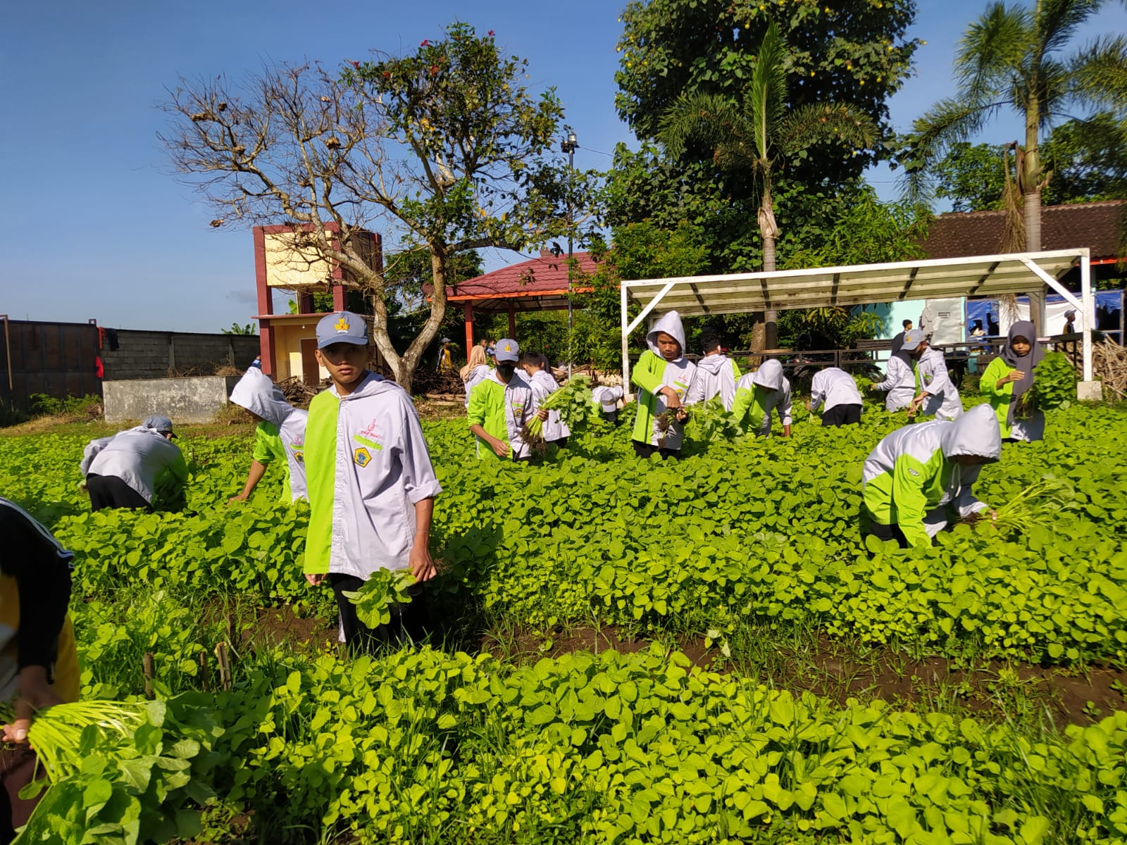 SMK Jurusan Pemuliaan dan Perbenihan Tanaman : Pengertian, Apa yang Dipelajari, dan Prospek Kerja