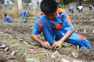 SMK Jurusan Agribisnis Tanaman Pangan dan Hortikultura : Pengertian, Apa yang Dipelajari, dan Prospek Kerja