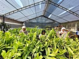 SMK Jurusan Agribisnis Organik Ekologi : Pengertian, Apa yang Dipelajari, dan Prospek Kerja