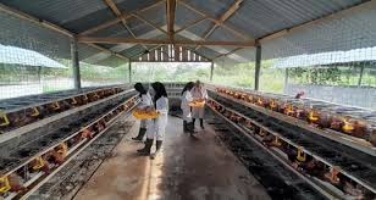 SMK Jurusan Agribisnis Ternak Ruminansia : Pengertian, Apa yang Dipelajari, dan Prospek Kerja