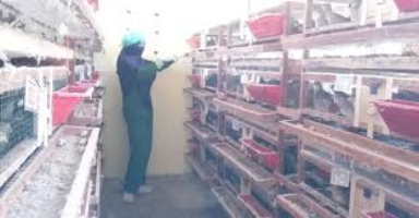 SMK Jurusan Agribisnis Ternak Unggas : Pengertian, Apa yang Dipelajari, dan Prospek Kerja