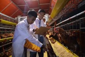 SMK Jurusan Industri Peternakan : Pengertian, Apa yang Dipelajari, dan Prospek Kerja