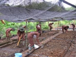 SMK Jurusan Agroindustri : Pengertian, Apa yang Dipelajari, dan Prospek Kerja