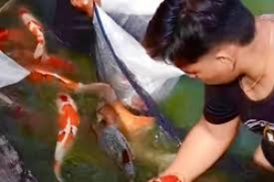 SMK Jurusan Agribisnis Ikan Hias : Pengertian, Apa yang Dipelajari, dan Prospek Kerja