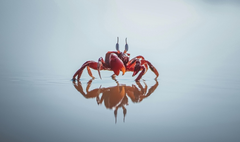 Apa Itu Mentalitas Kepiting dalam Dunia Kerja