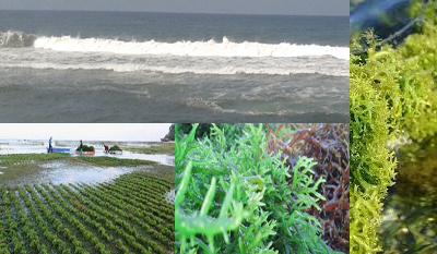 SMK Jurusan Agribisnis Rumput Laut : Pengertian, Apa yang Dipelajari, dan Prospek Kerja