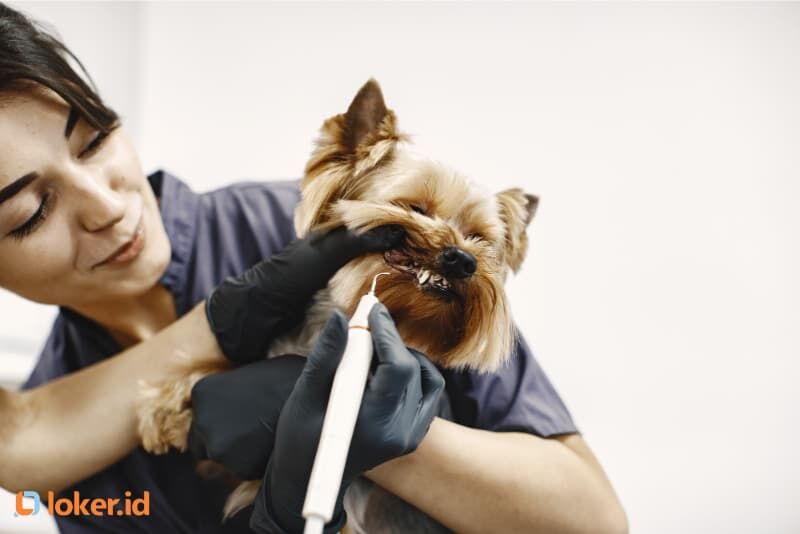 latar-belakang-pendidikan-pet-groomer-tahun-2024
