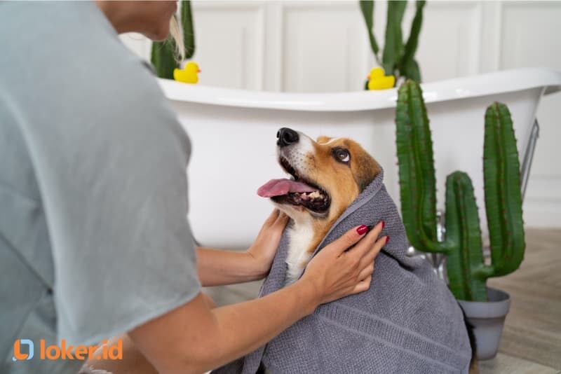 profesi-pet-groomer-tahun-2024